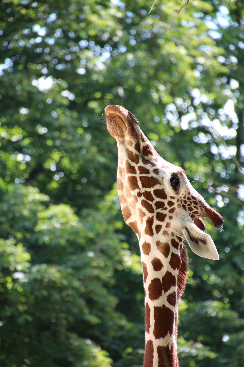 giraffe  face  close up free photo