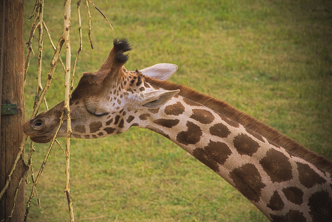 giraffe  animal  africa free photo