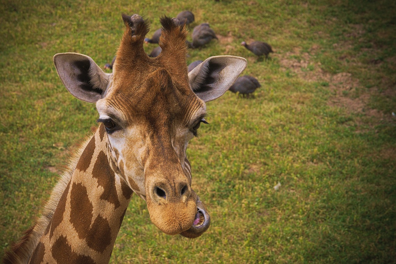 giraffe  animal  africa free photo