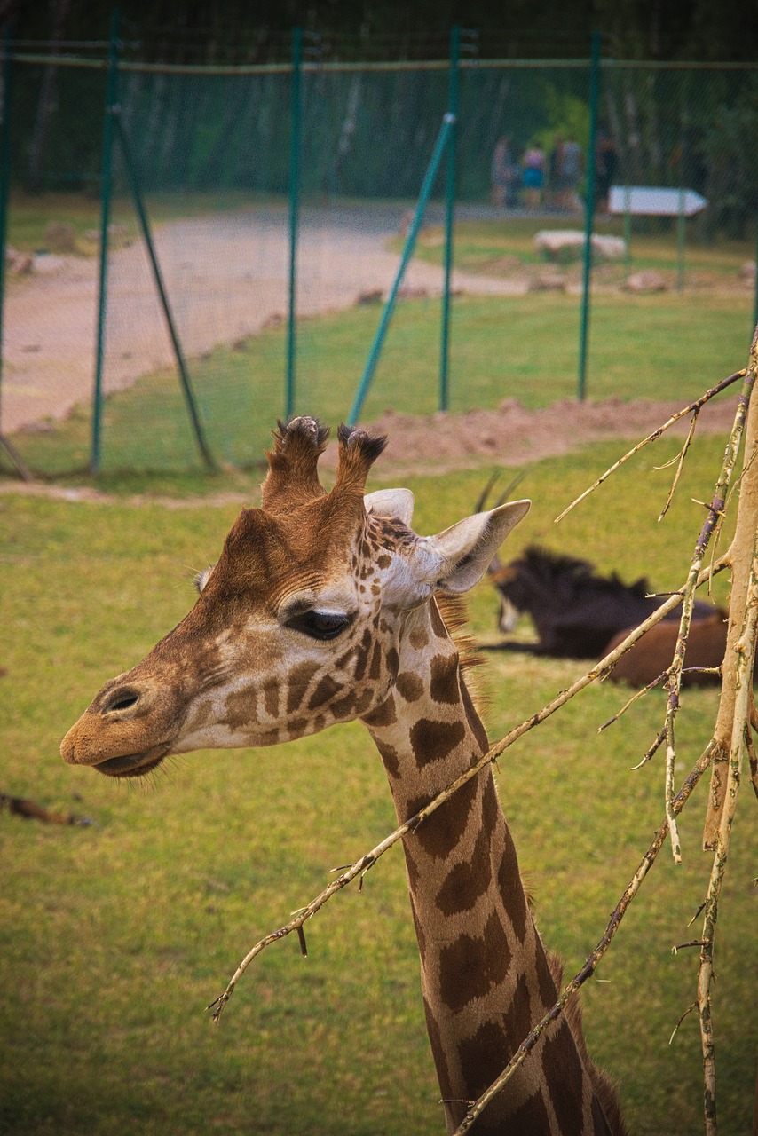 giraffe  animal  africa free photo