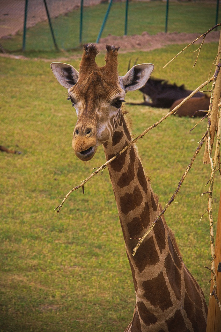 giraffe  animal  africa free photo