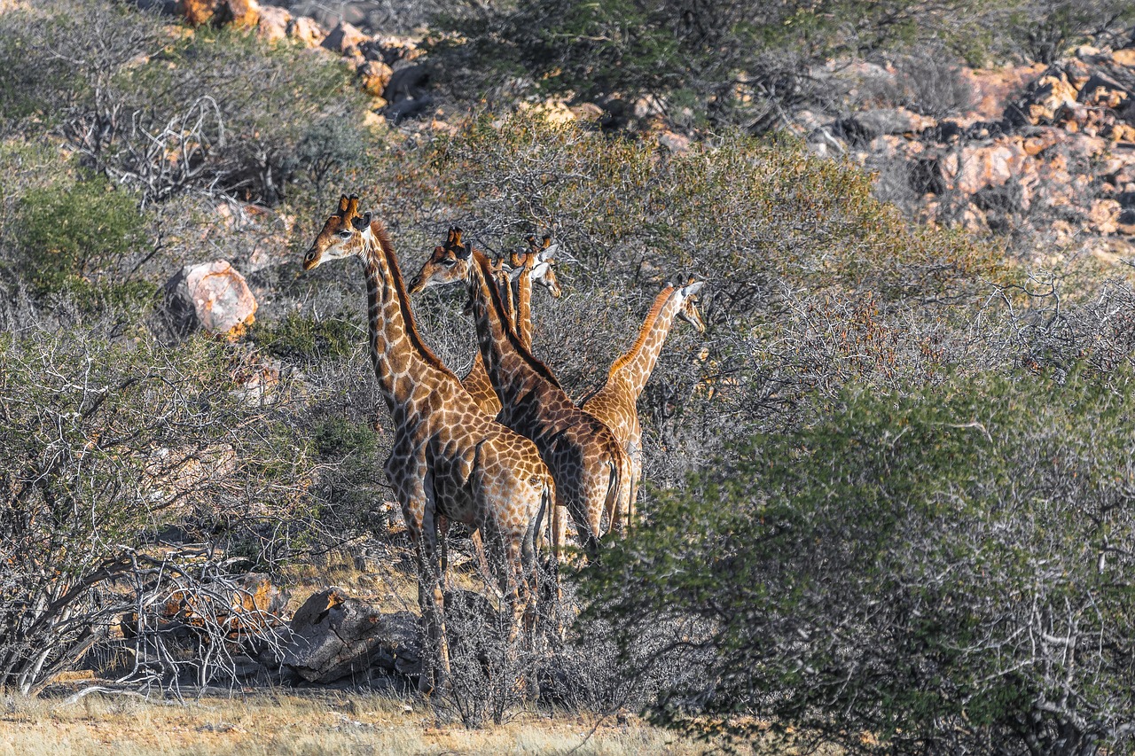 giraffe  namibia  africa free photo