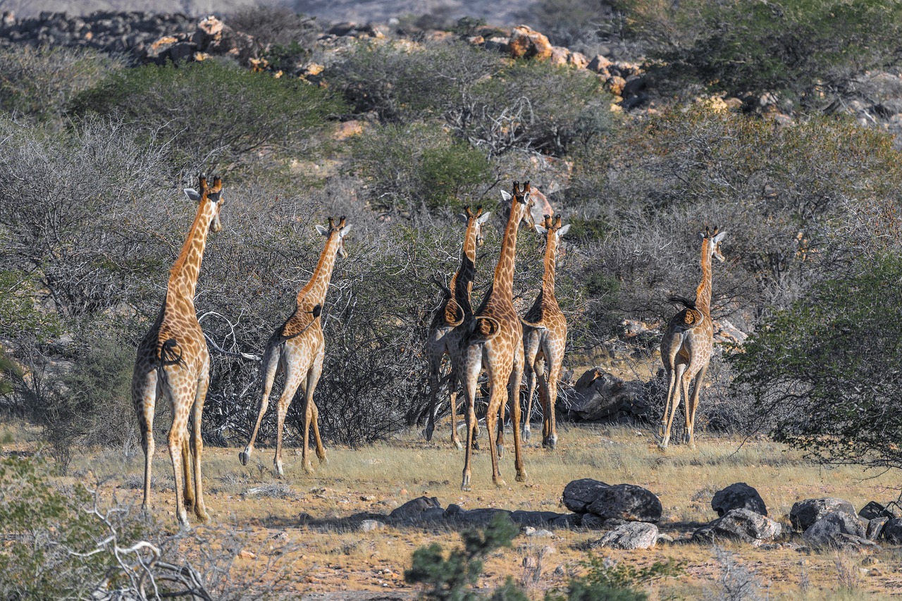 giraffe  namibia  africa free photo