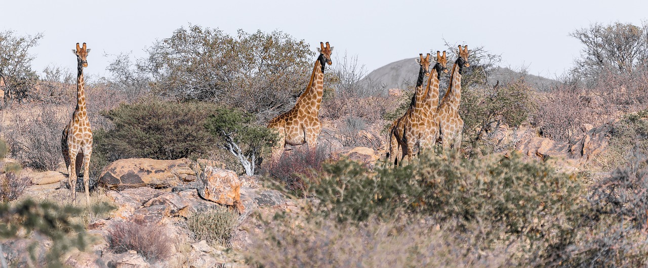 giraffe  namibia  africa free photo