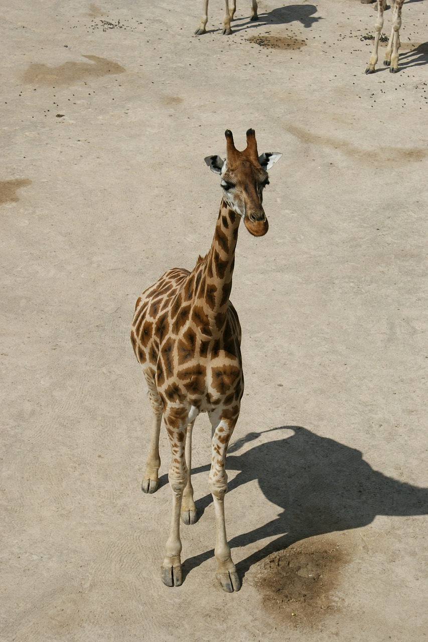 giraffe baby giraffe savanna free photo