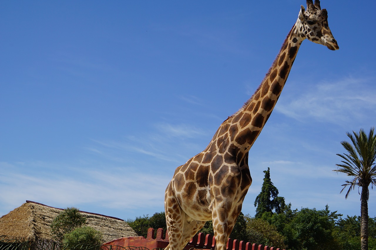 giraffe  animal  animals free photo