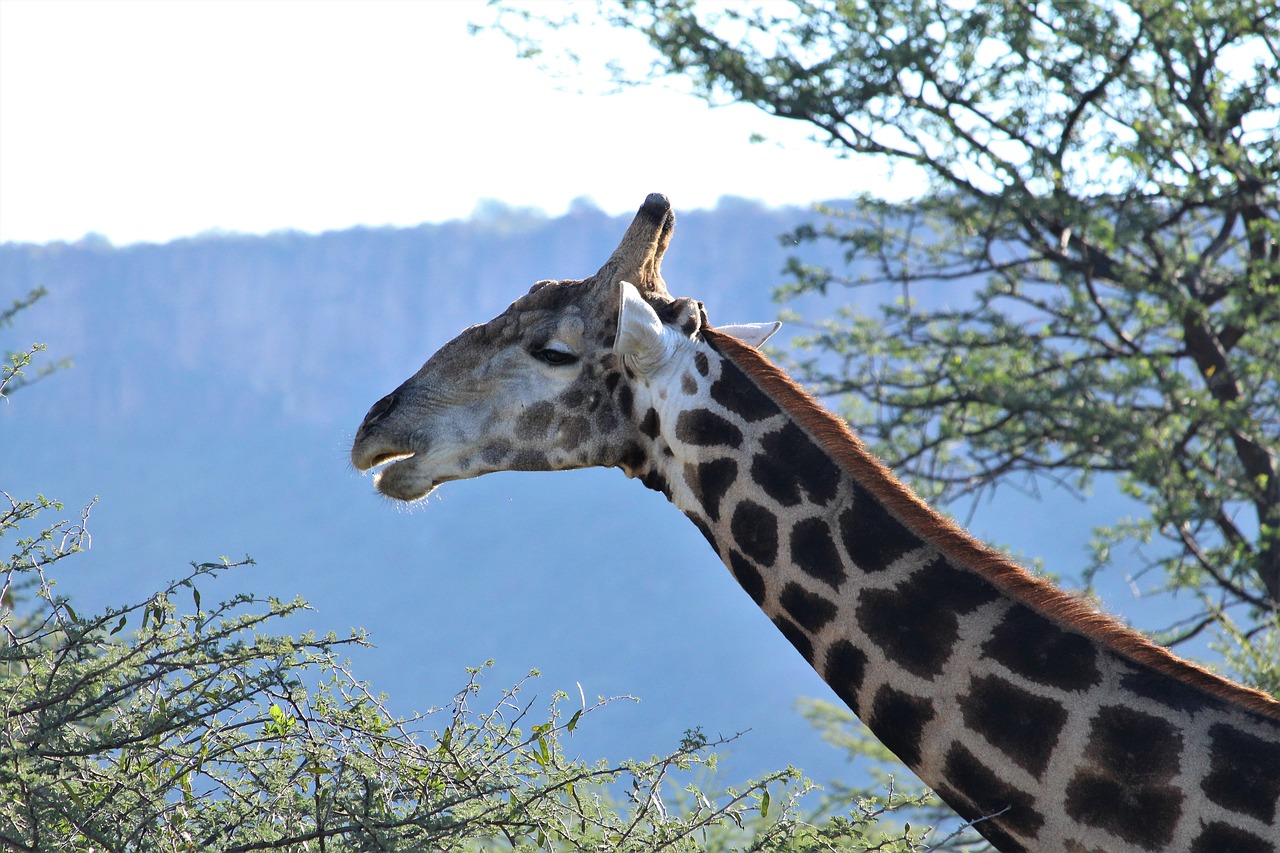 giraffe  safari  national park free photo