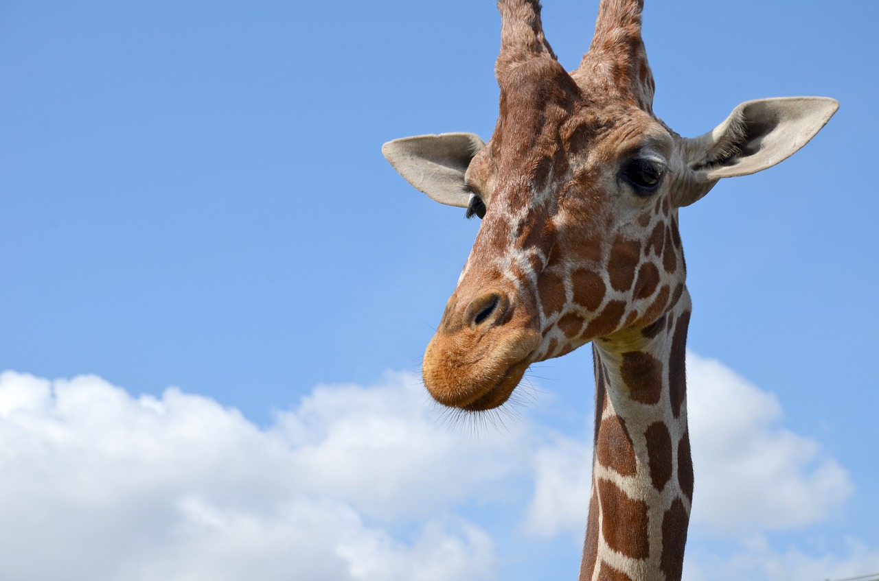 giraffe  zoo  safari free photo