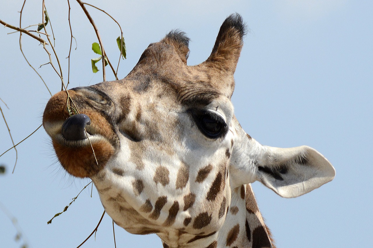 giraffe  animal  animal portrait free photo