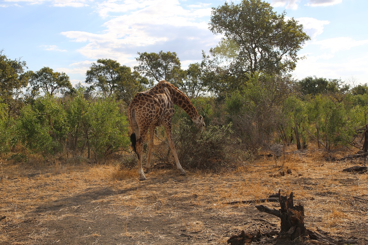 giraffe  africa  kruger free photo