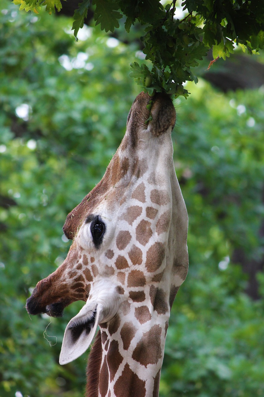 giraffe  close up  head free photo