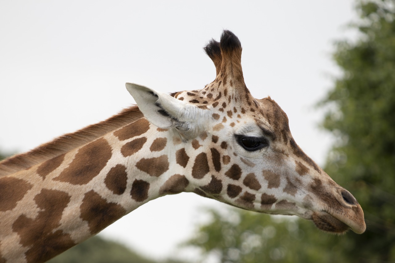 giraffe  wildlife  park free photo