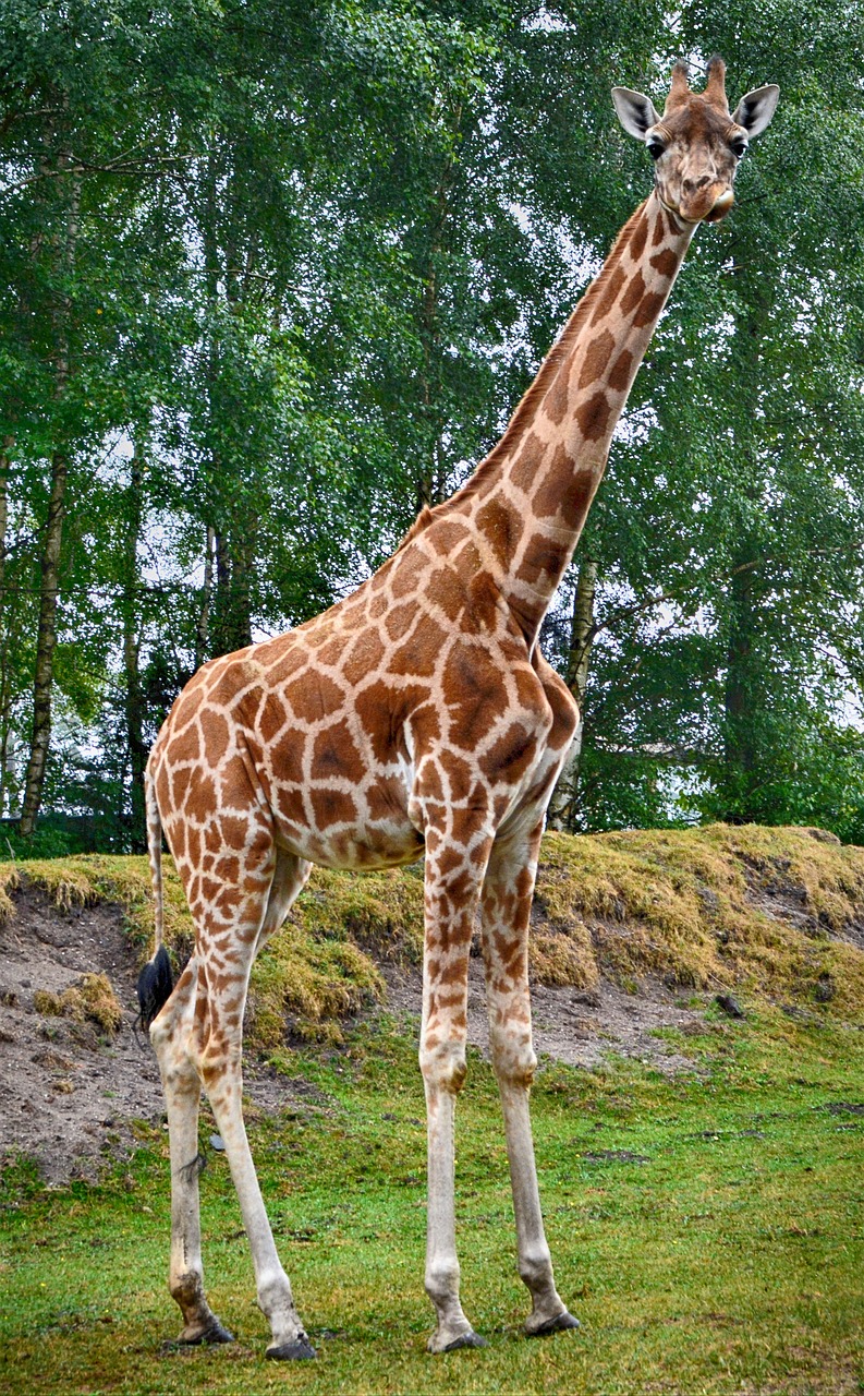 giraffe  close up  animal free photo