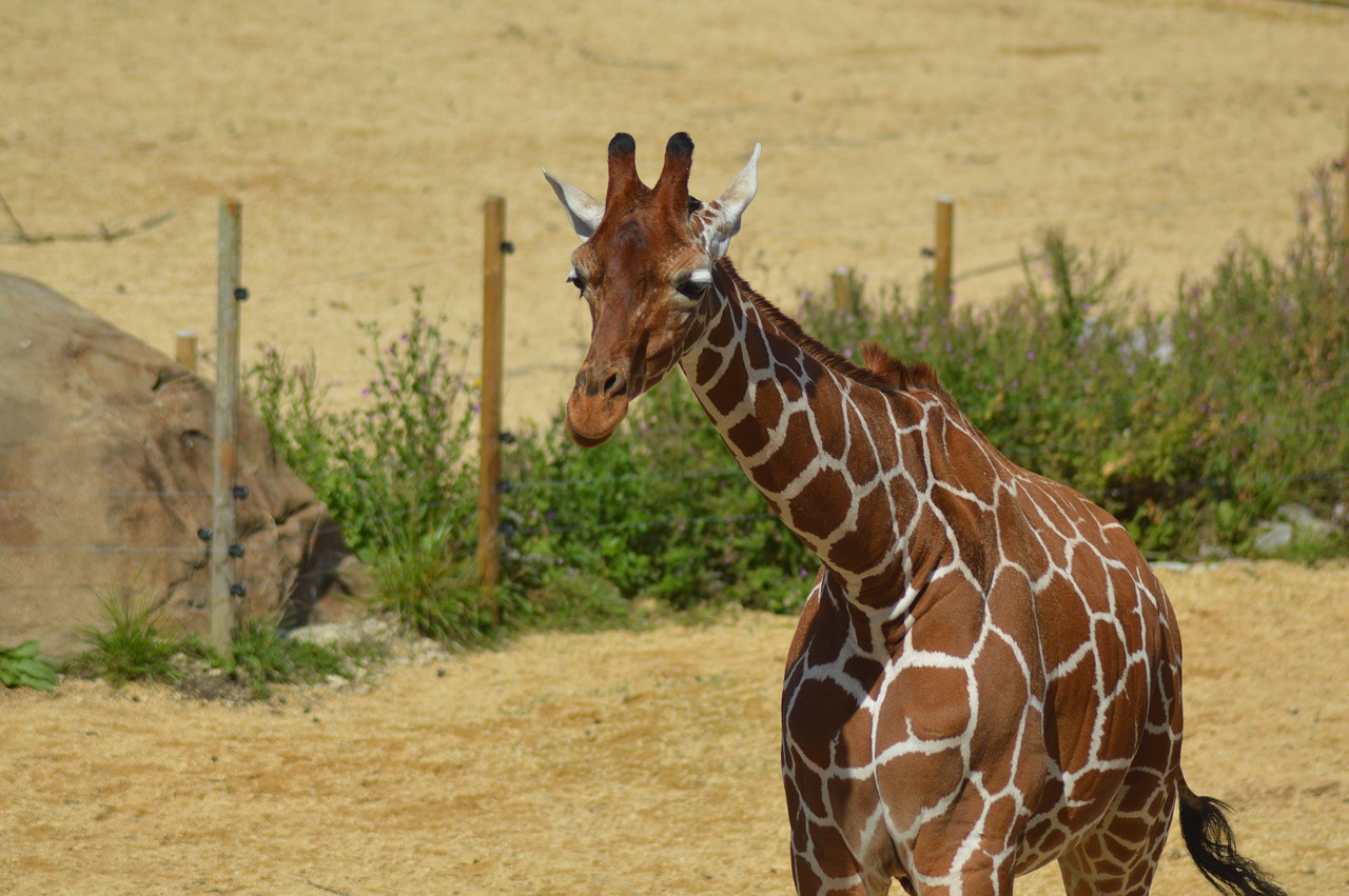 giraffe  zoo  animal free photo