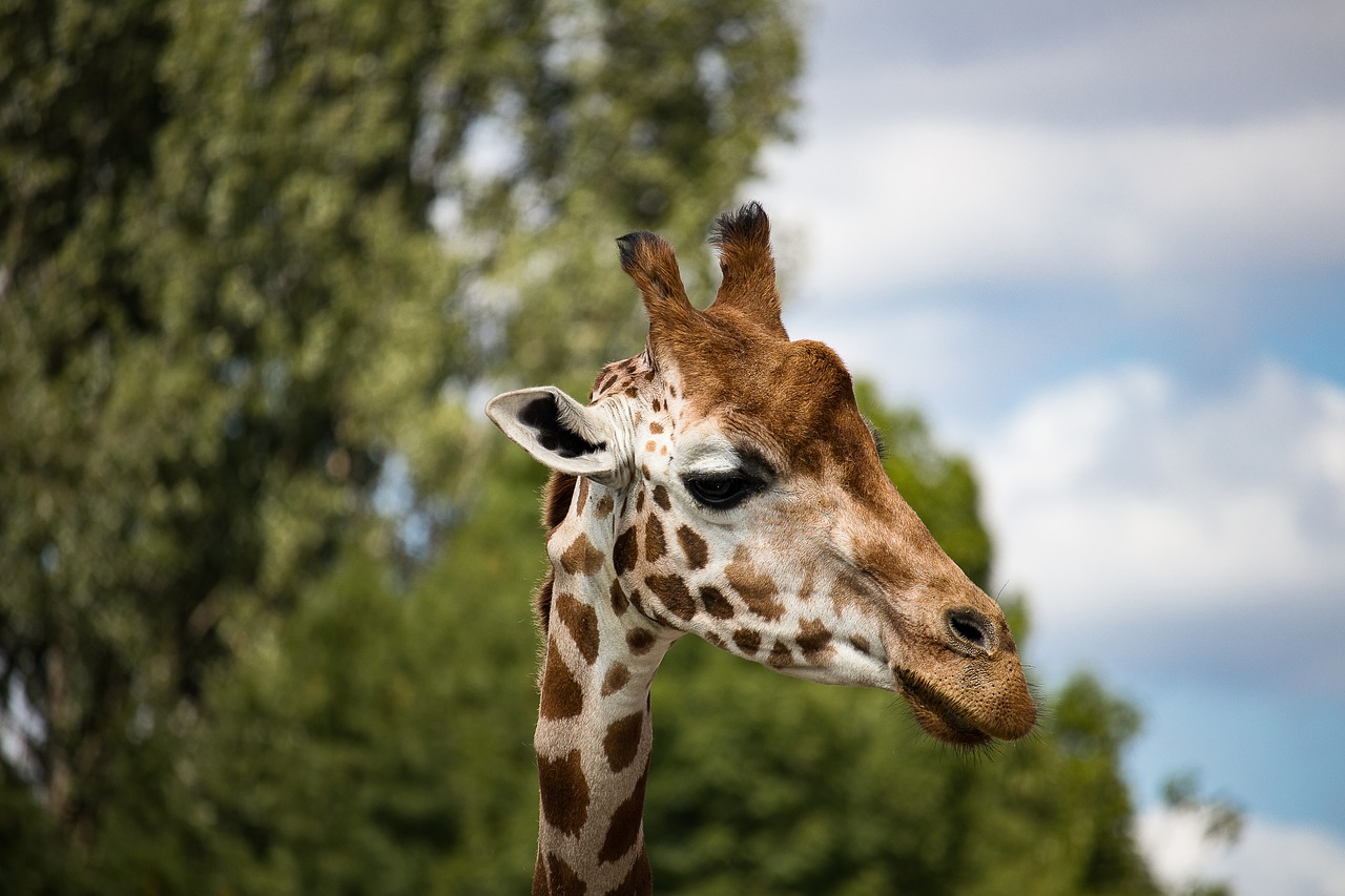 giraffe  mammal  animal free photo