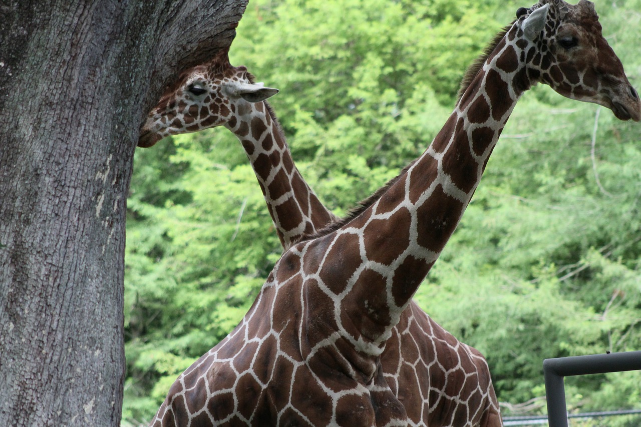 giraffe  together  pair free photo