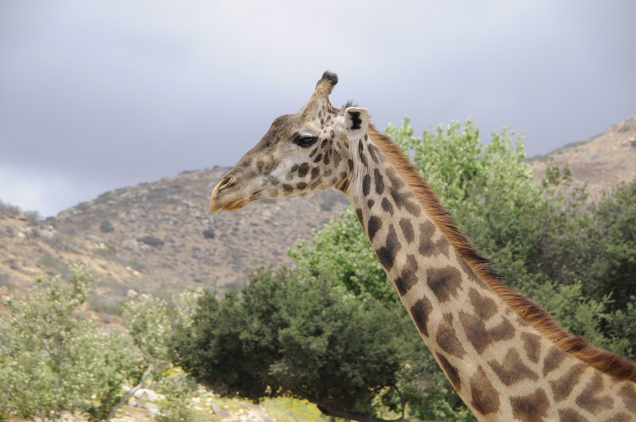 giraffe  san  diego free photo