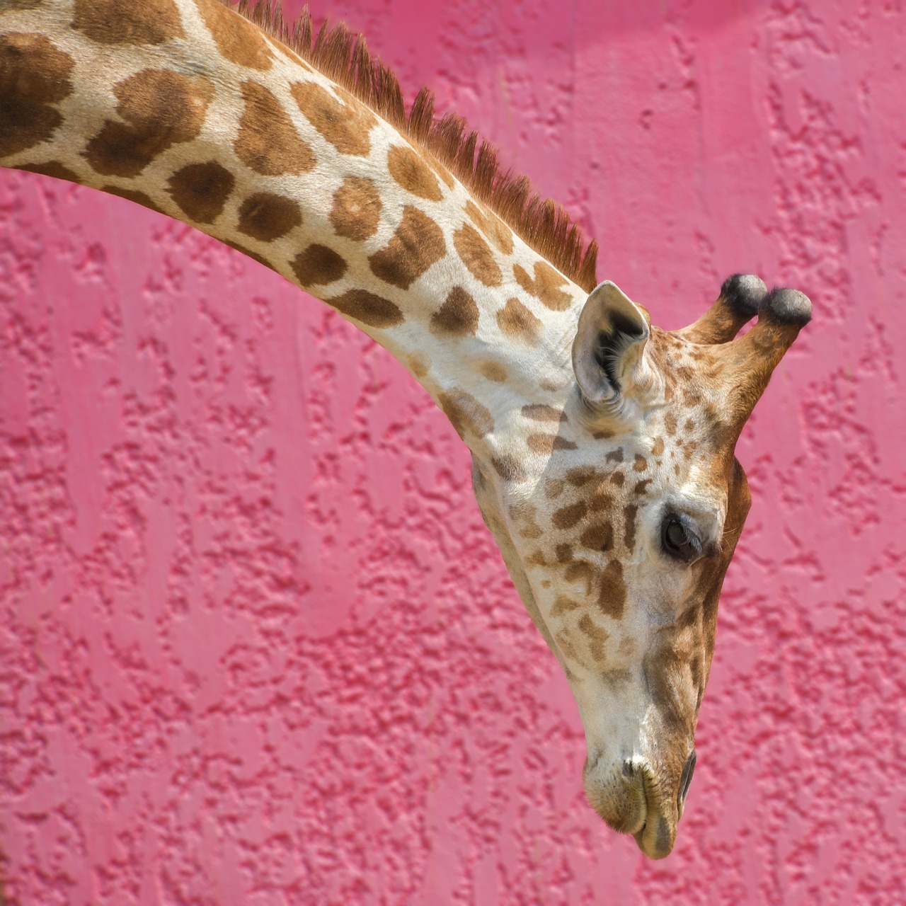 giraffe  long neck  pink free photo