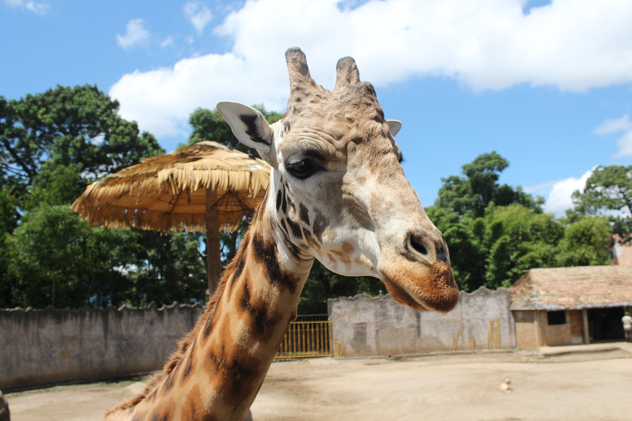 giraffe  guatemala  central america free photo