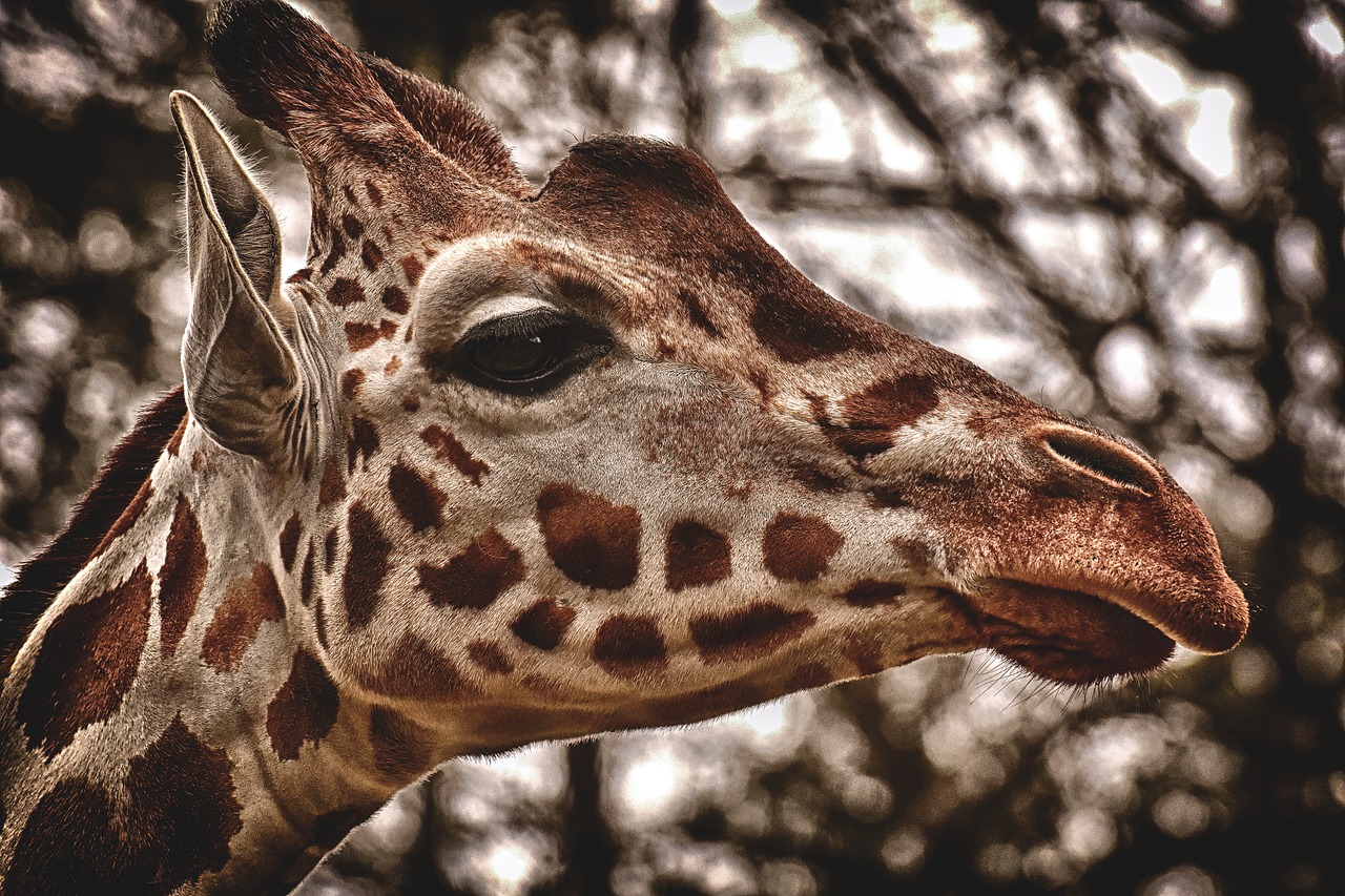 giraffe  zoo  animal free photo