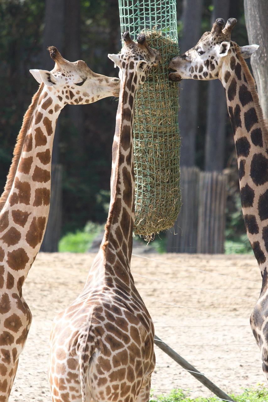 giraffe  animals  africa free photo