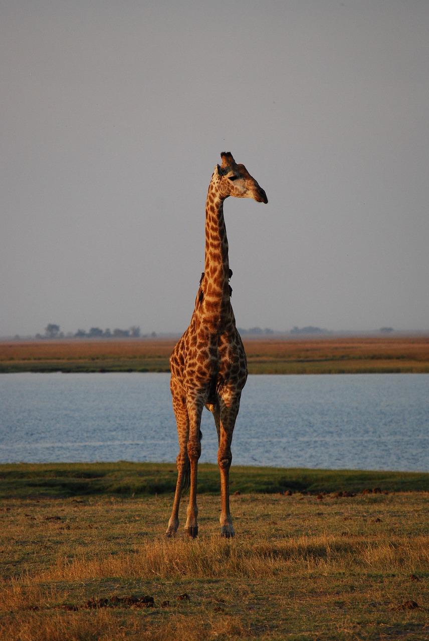 giraffe  africa  botswana free photo
