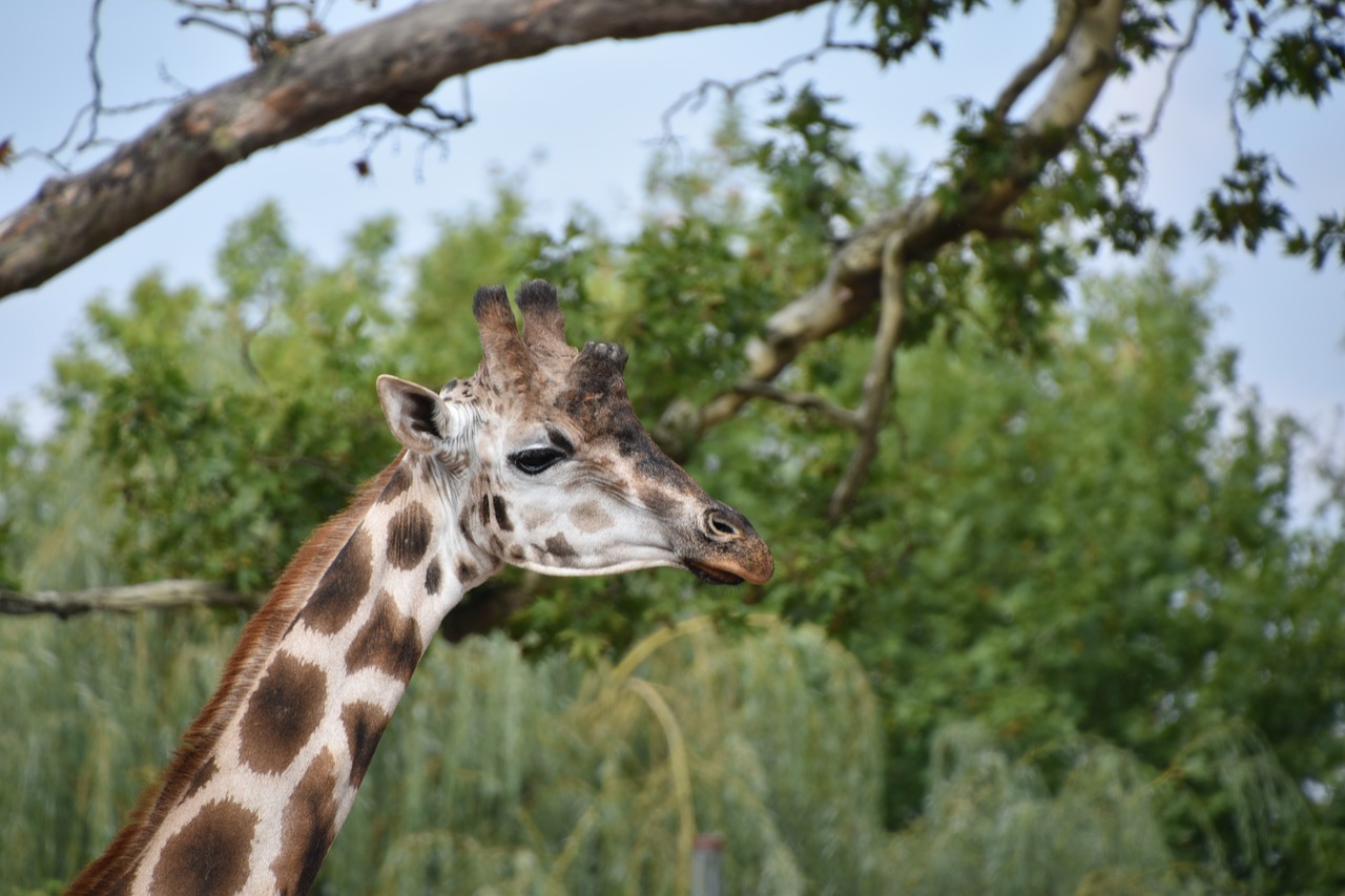 giraffe  nature  animal free photo