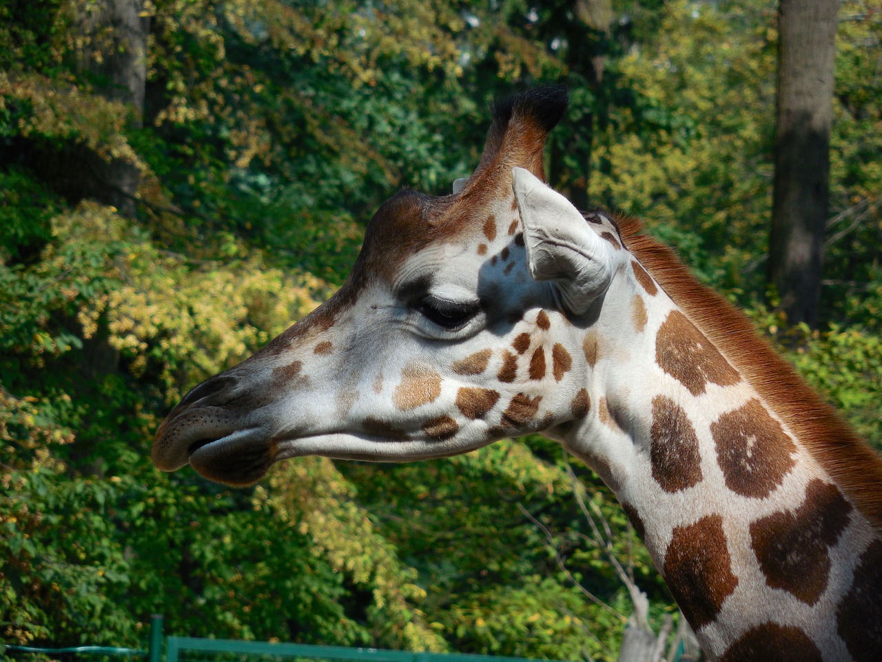 giraffe  animal  zoo free photo