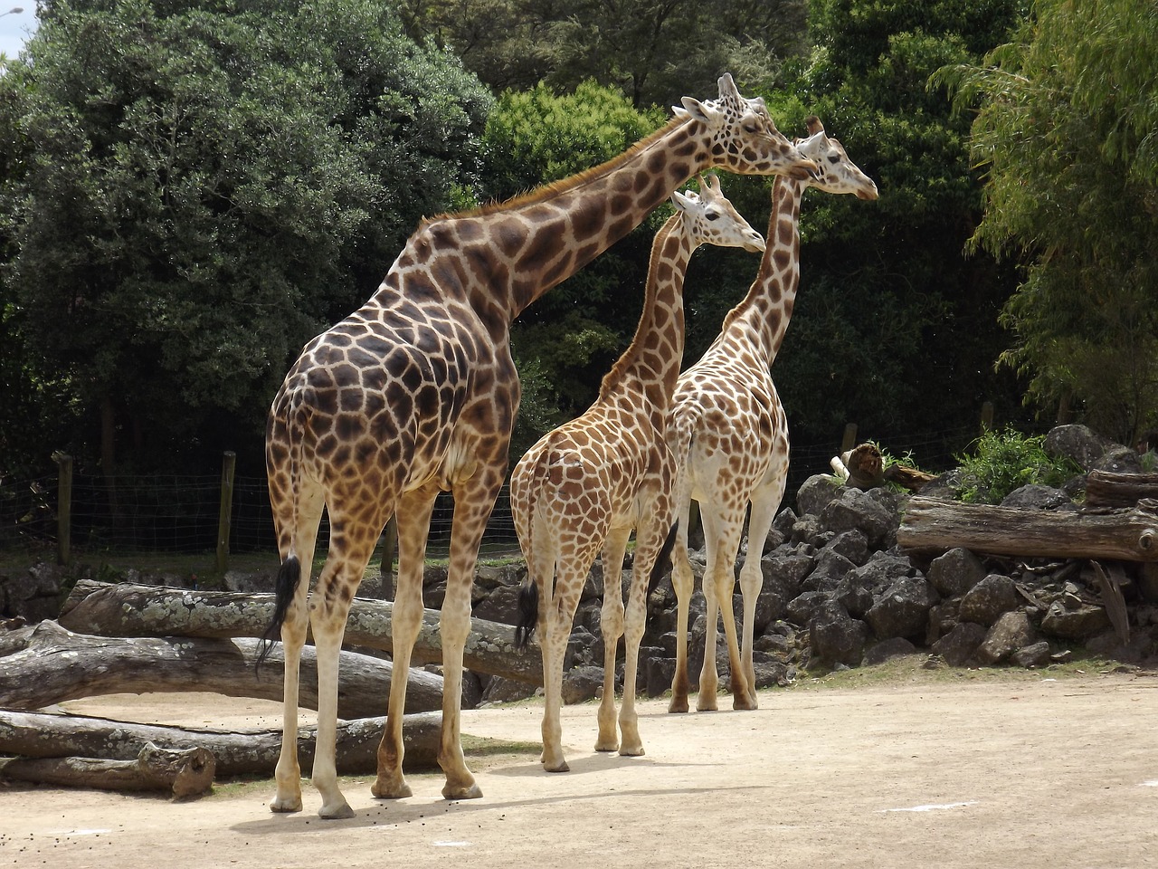 giraffe  pattern  colourful free photo