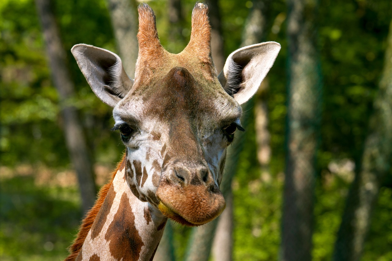 giraffe  animal world  animal free photo