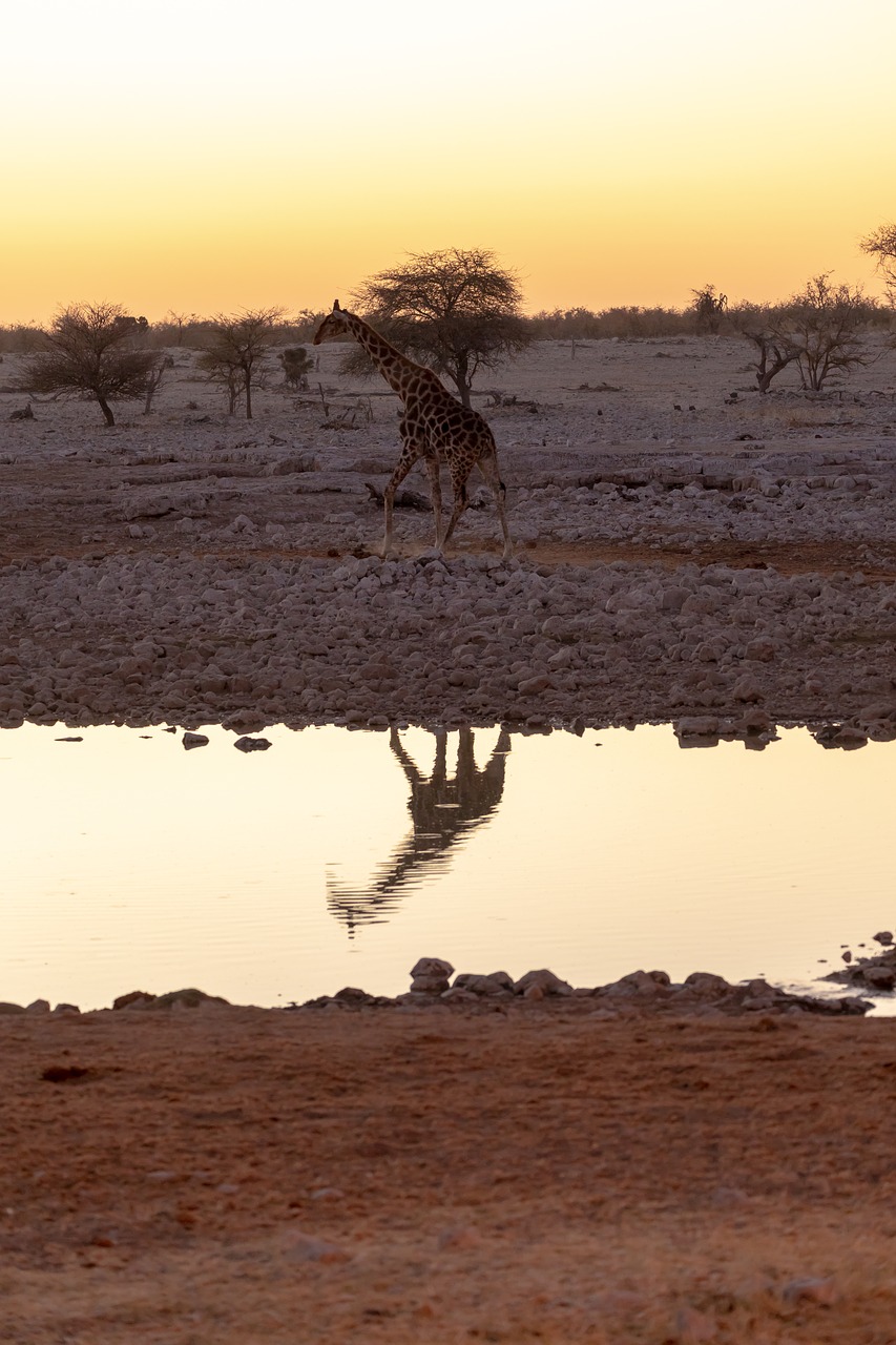 giraffe  water hole  evening free photo