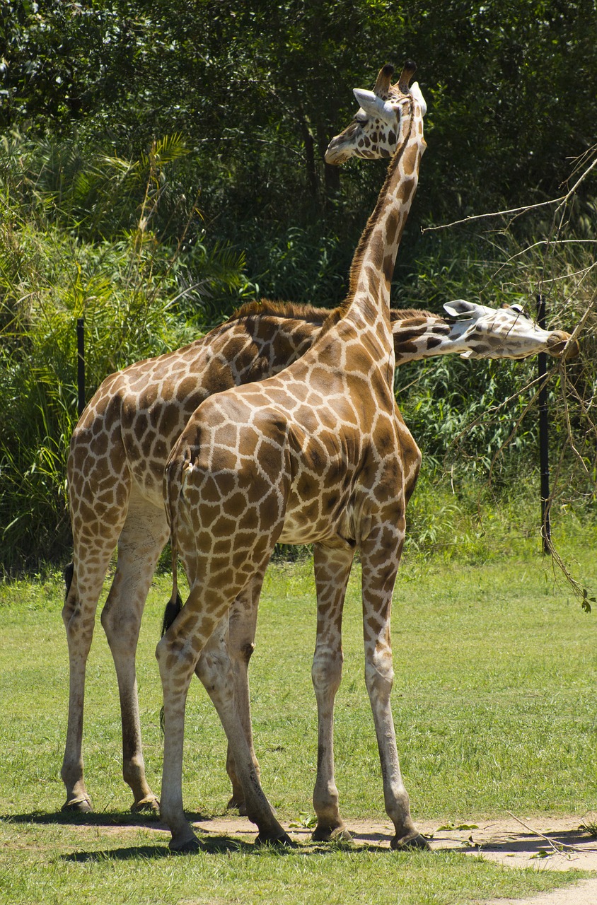 giraffe  animal  africa free photo