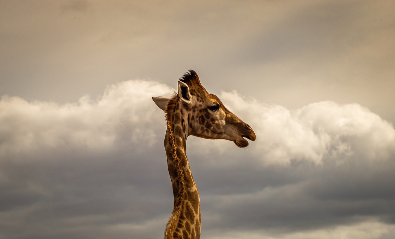 giraffe  portrait  safari free photo