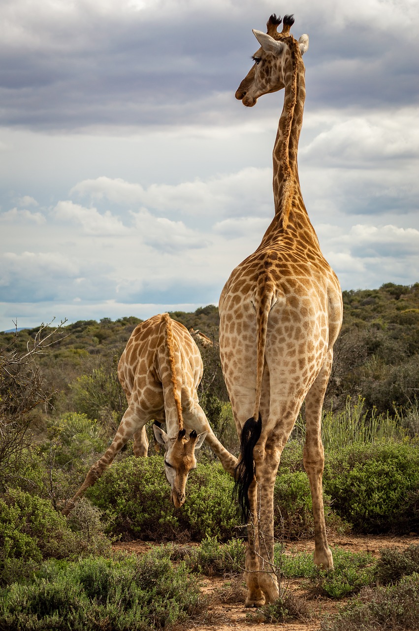 giraffe  safari  africa free photo