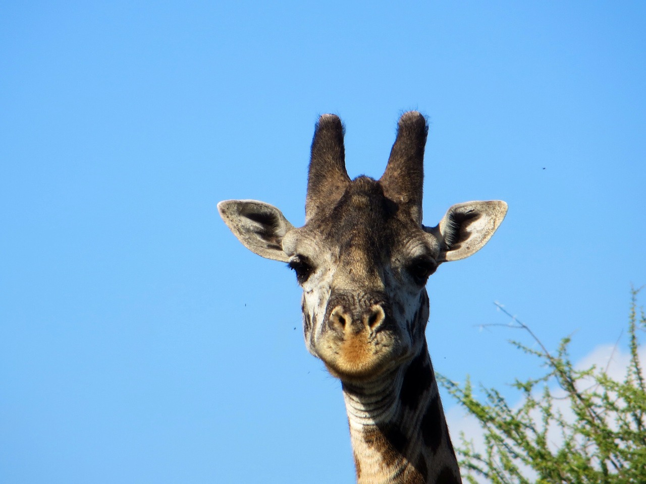 giraffe safari africa free photo