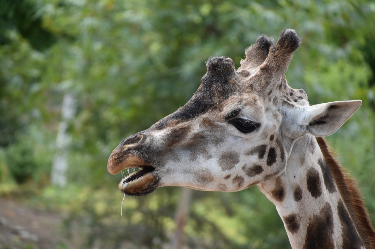 giraffe  head  africa free photo