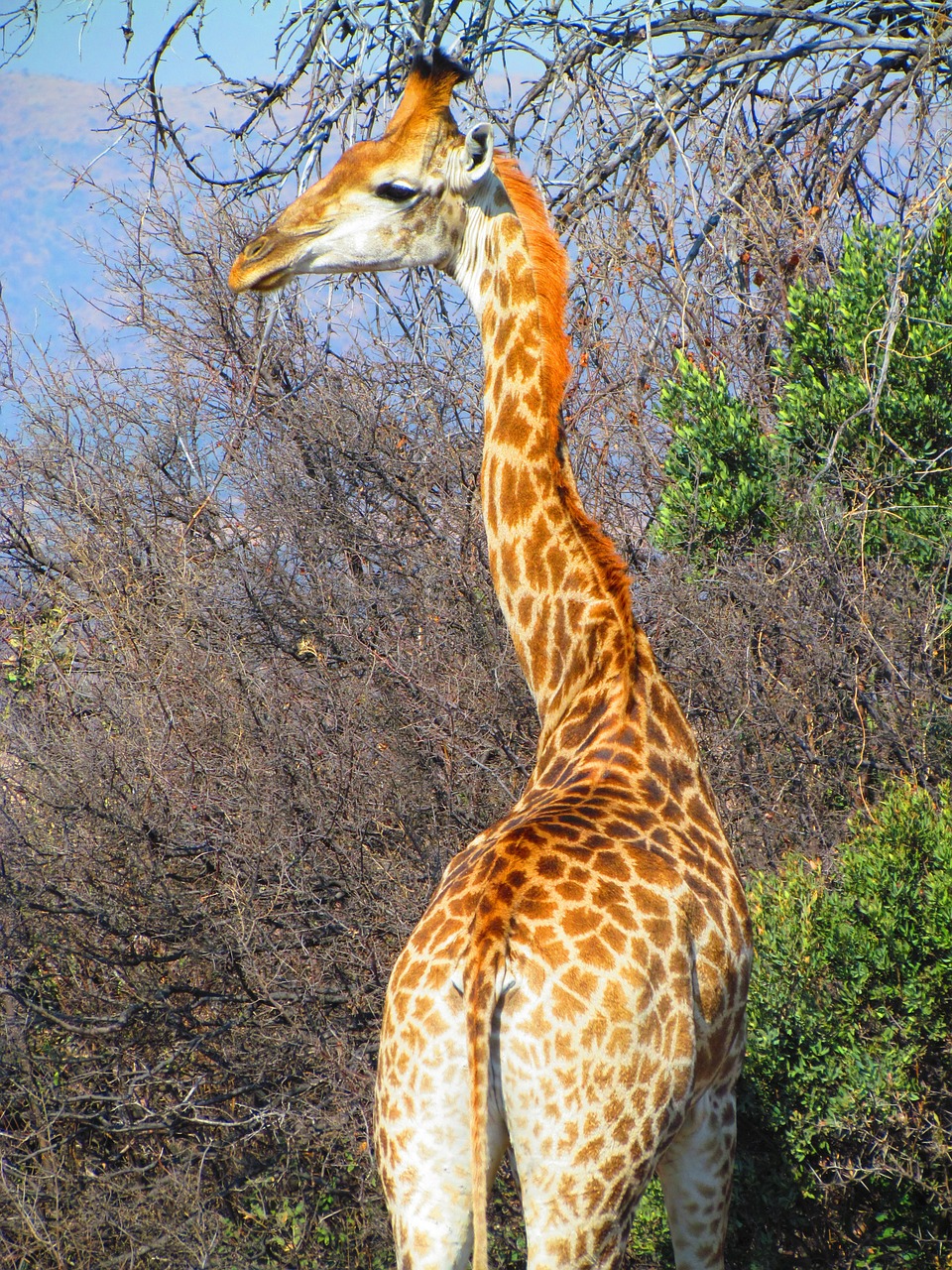 giraffe safari neck free photo