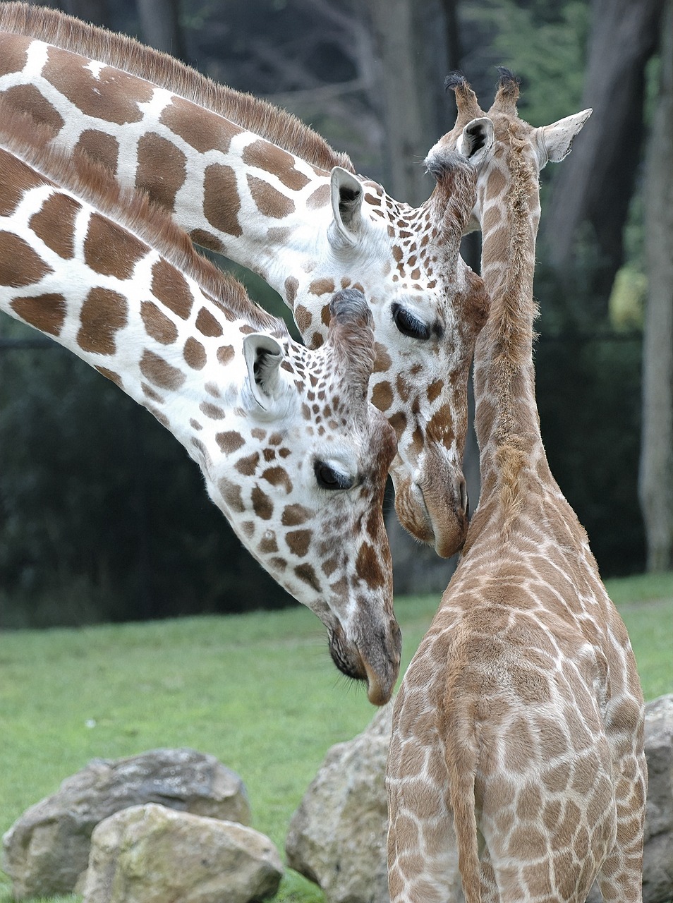 giraffe  animals  africa free photo