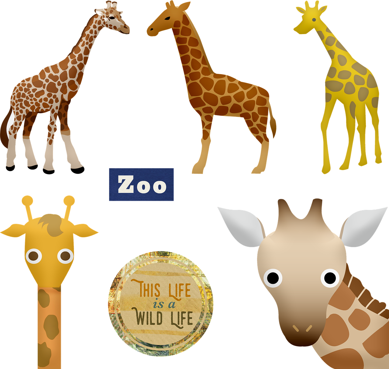 giraffe  zoo  animals free photo