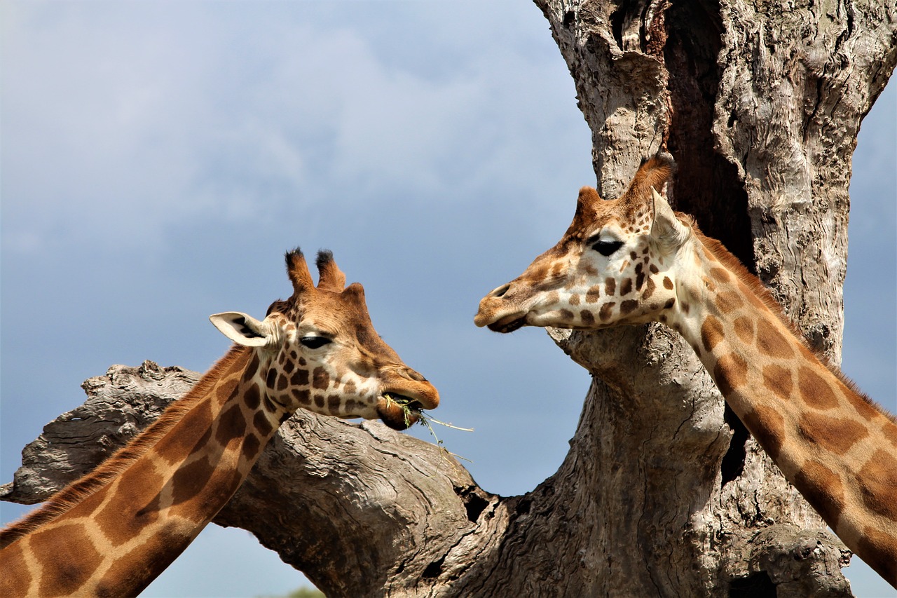 giraffe  zoo  animal free photo