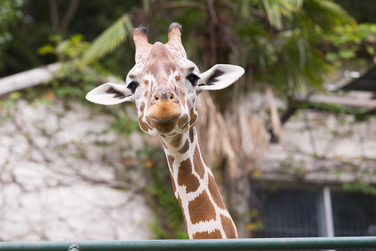 giraffe  animal  neck free photo