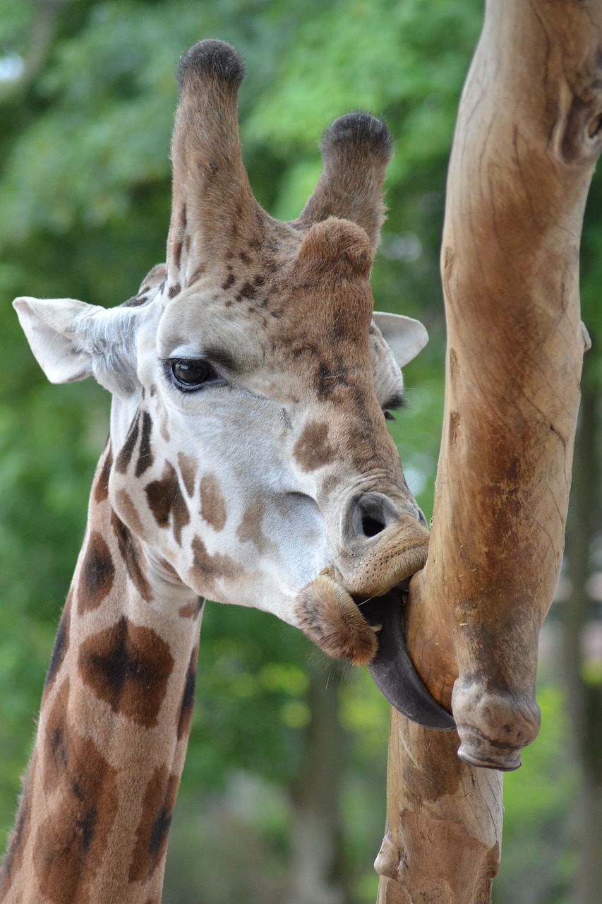 giraffe  language  zoo free photo