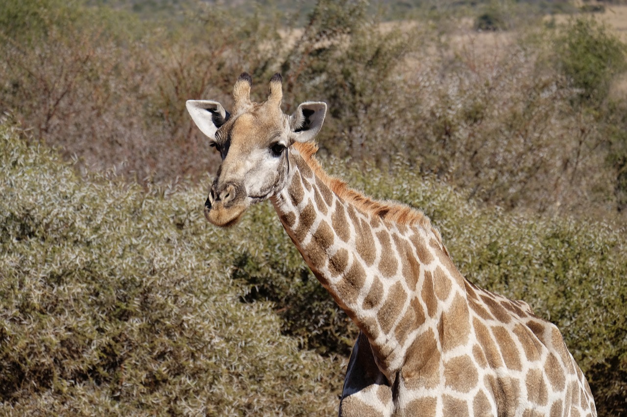 giraffe  south africa  kruger national park free photo