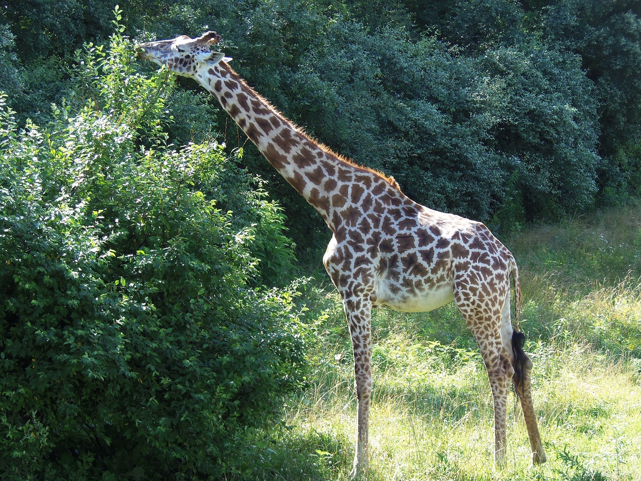 giraffe animal wildlife free photo