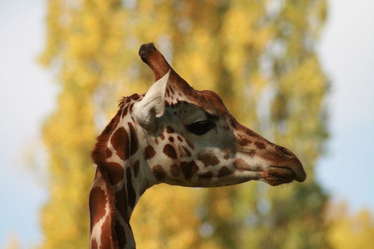 giraffe  zoo  stains free photo