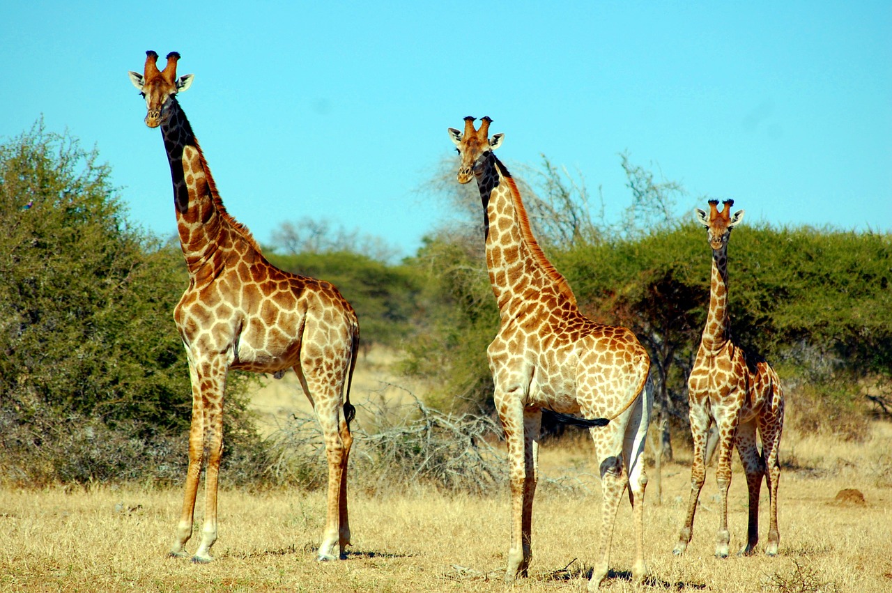 giraffe animal safari free photo