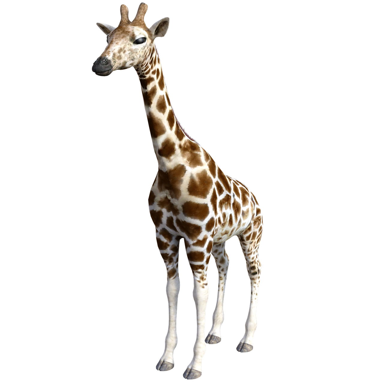giraffe  animals  africa free photo