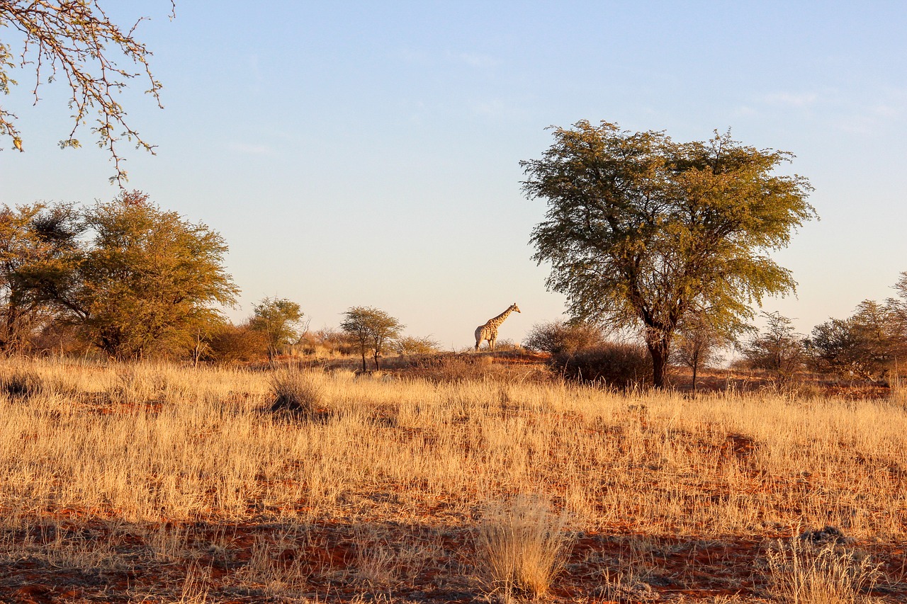 giraffe  nature  africa free photo