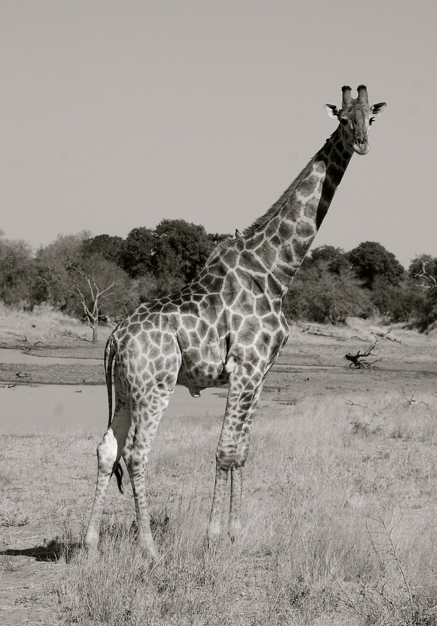 giraffe safari africa free photo