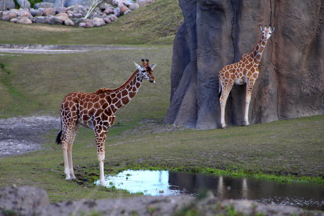 giraffe  zoo  animals free photo